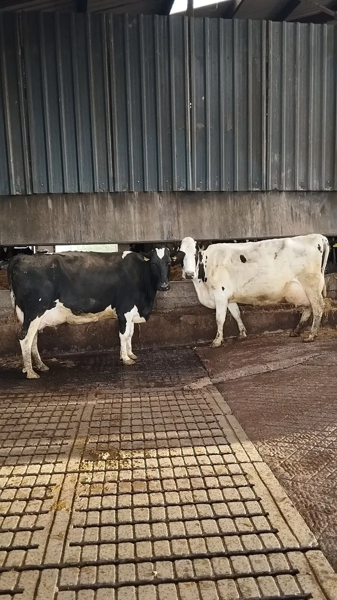 3 PBNR Cows - Image 1