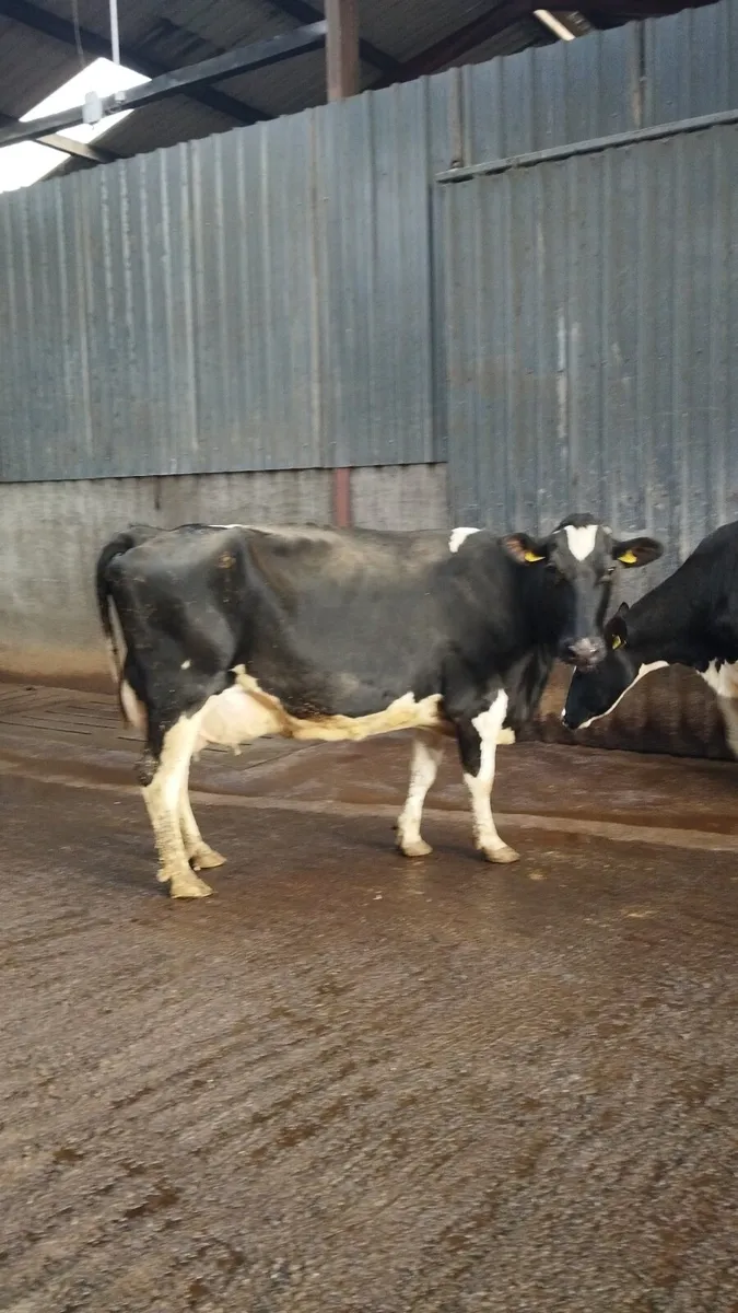 3 PBNR Cows - Image 4