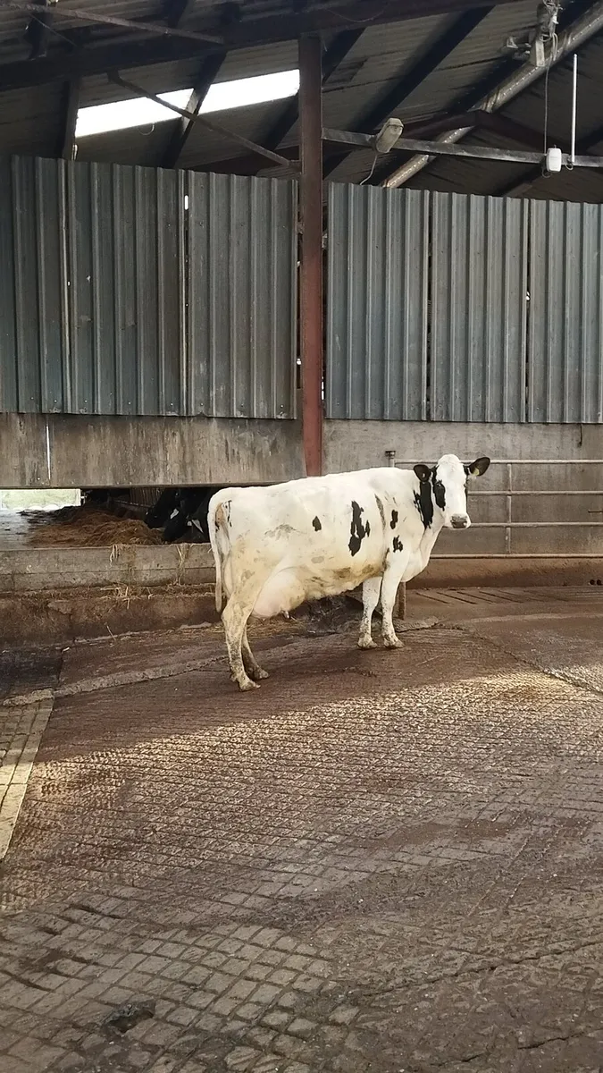 3 PBNR Cows - Image 2