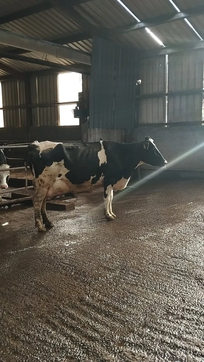 3 PBNR Cows - Image 3