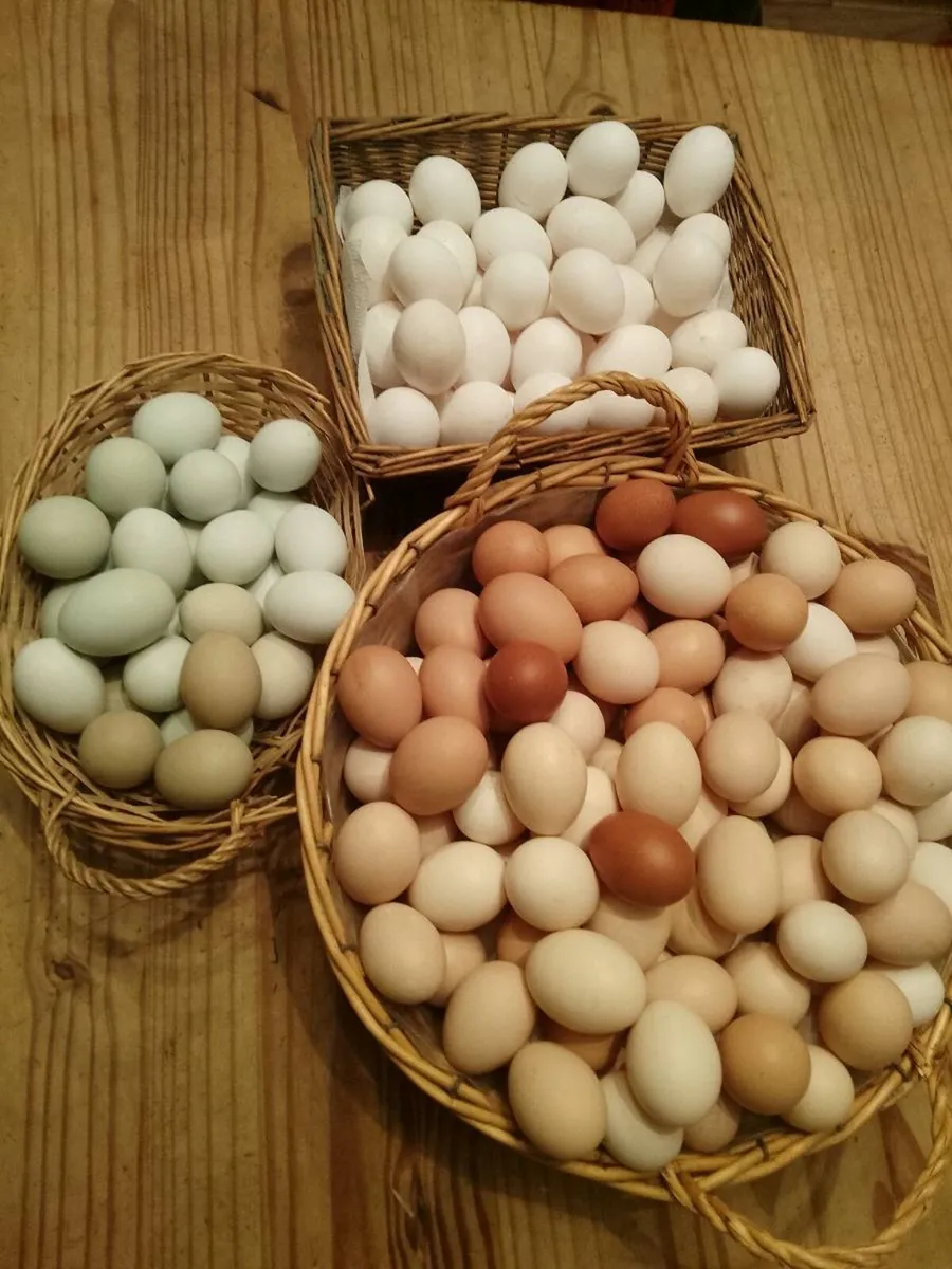 Hens, Hatching eggs,chicken coop, brooder box, - Image 1