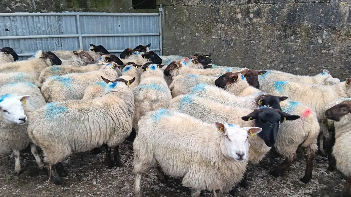 Ewe hoggets for sale - Image 1