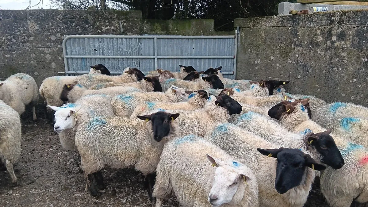 Ewe hoggets for sale - Image 2