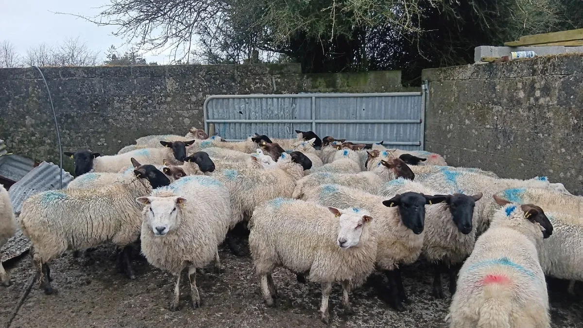 Ewe hoggets for sale - Image 4