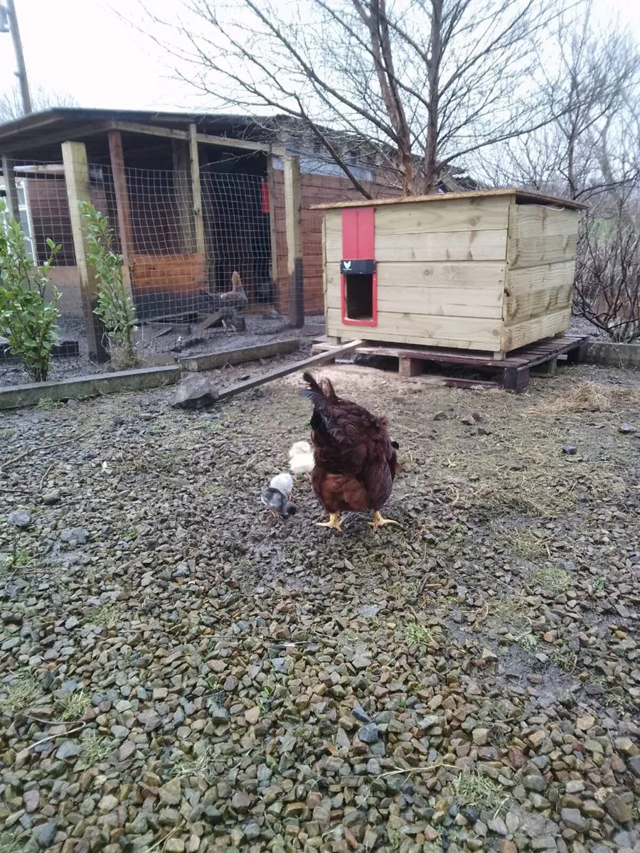 Hens, Hatching eggs,chicken coop, brooder box, - Image 2