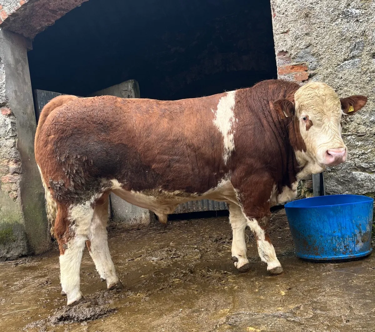 Pedigree Simmental bull - Image 2