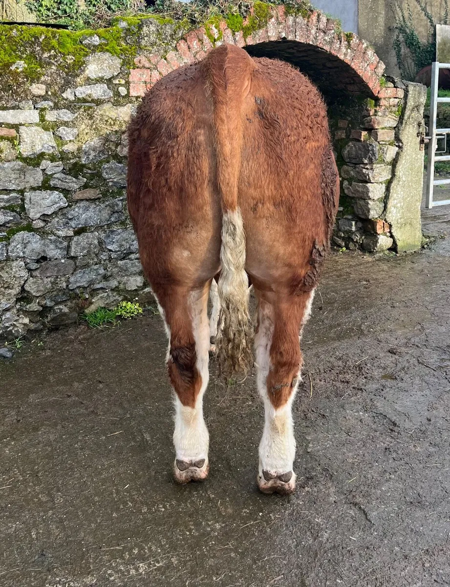 Pedigree Simmental bull - Image 3