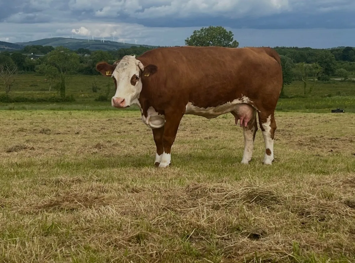 Pedigree Simmental bull - Image 4