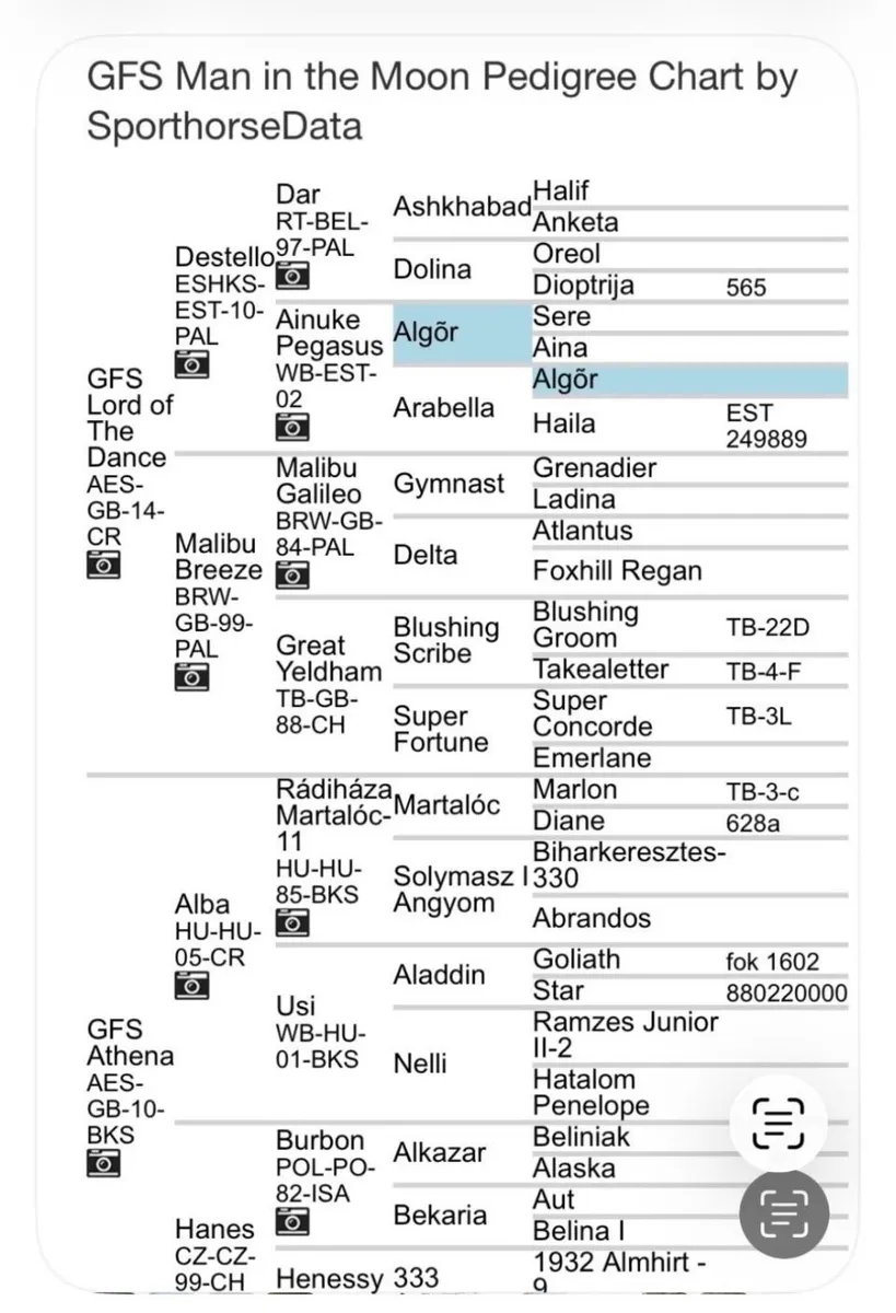 TB Mare for sale - Image 3