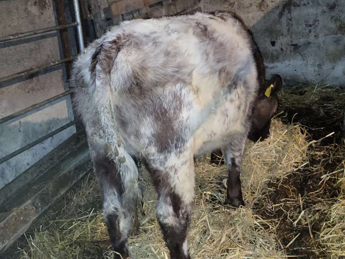 Roan Shorthorn heifer - Image 1