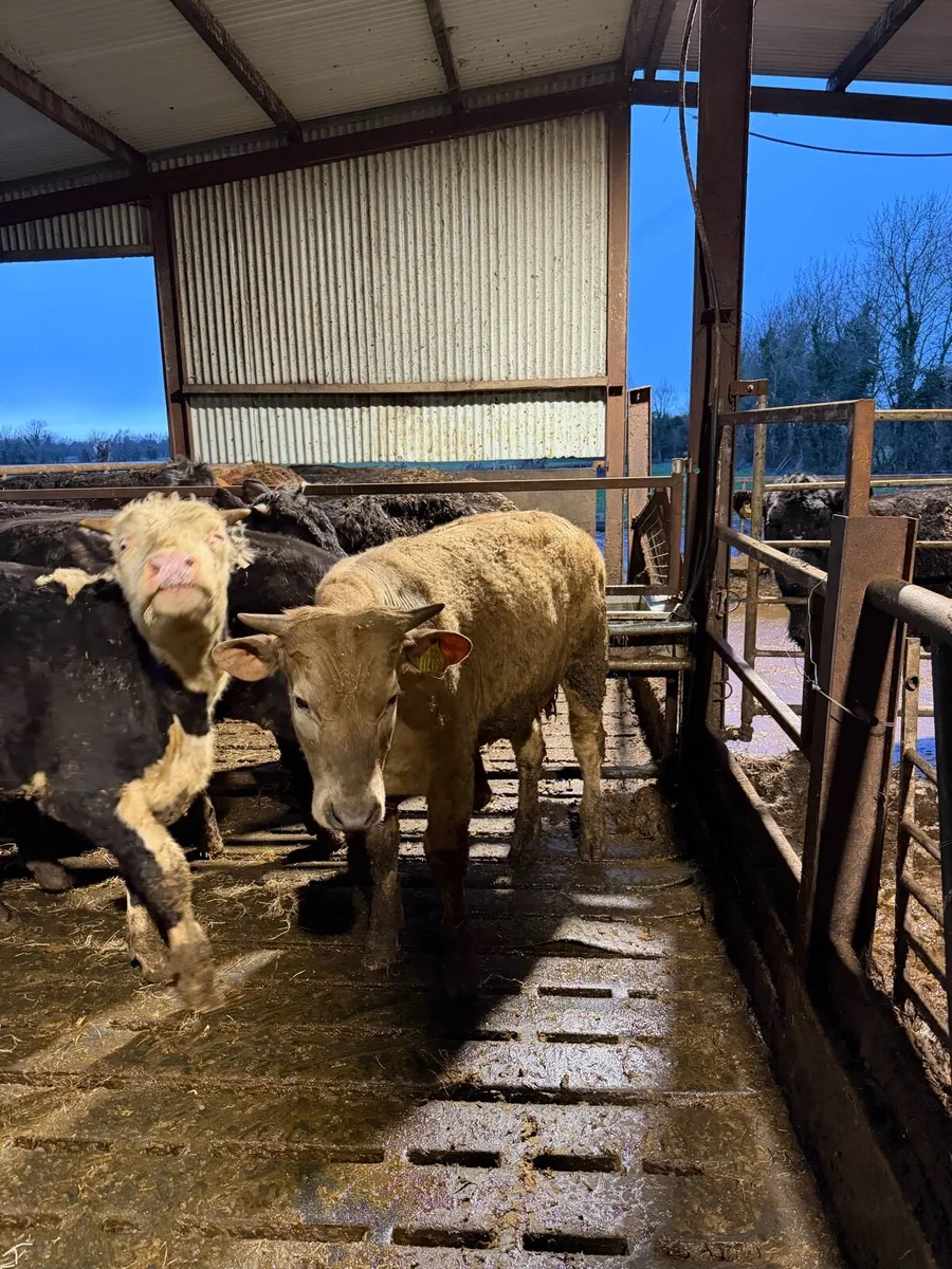 Charolais bull and heifer - Image 1