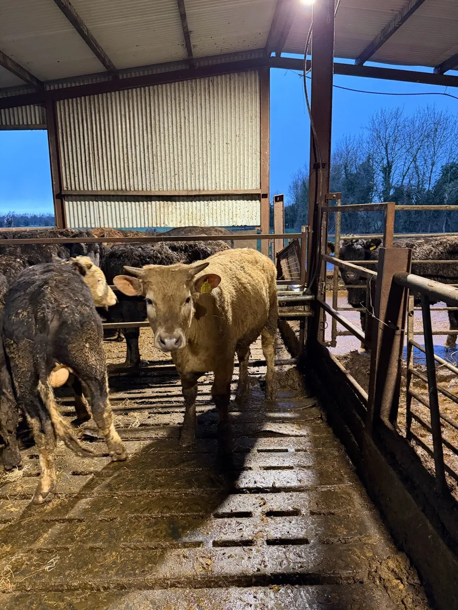 Charolais bull and heifer - Image 2