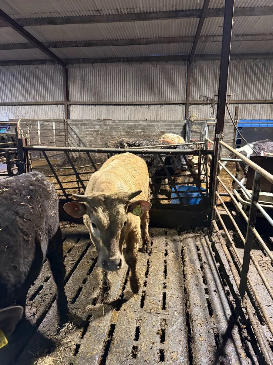 Charolais bull and heifer - Image 3