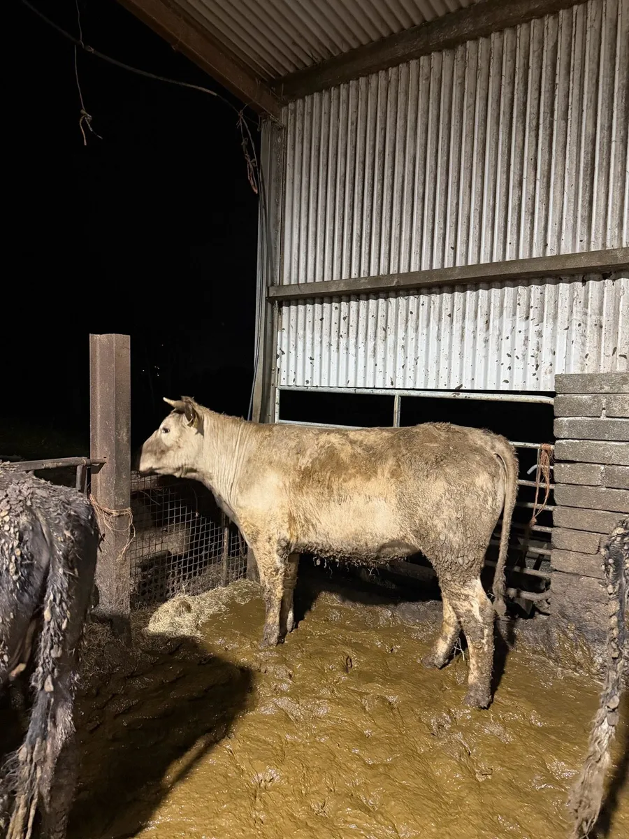 Charolais bull and heifer - Image 4