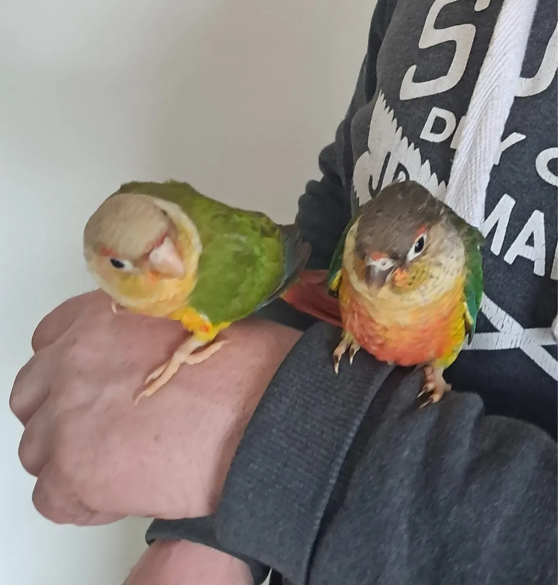 Handreared Green cheek conures