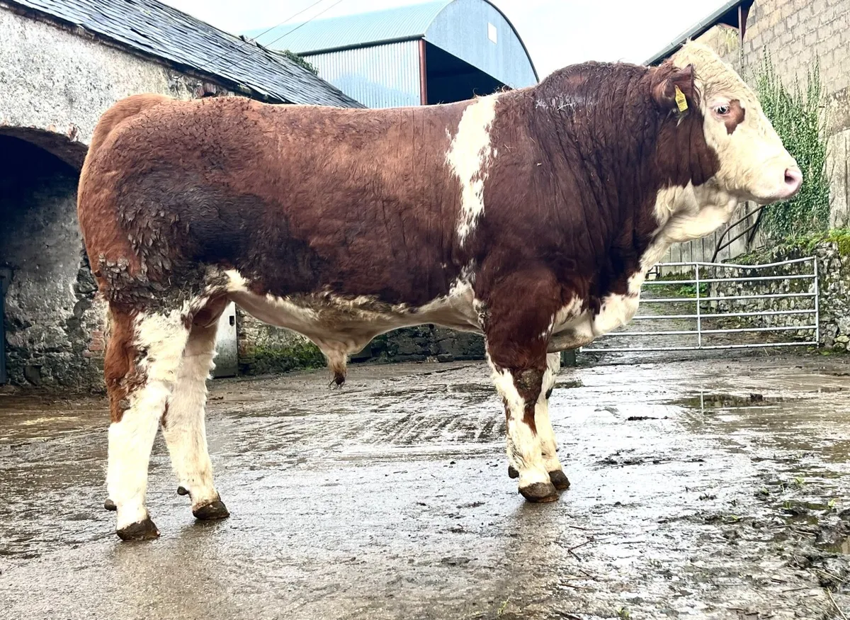 Pedigree Simmental Bull - Image 1