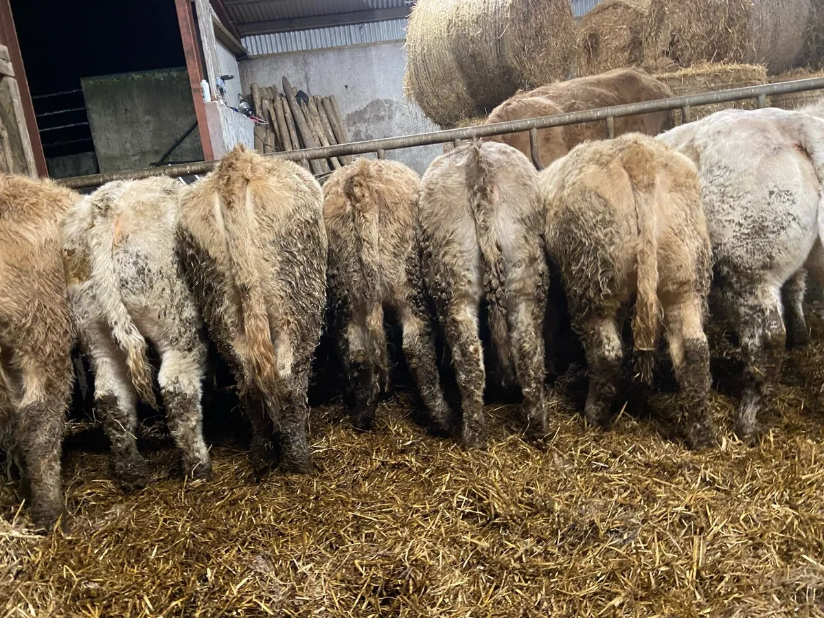 ⭐️30 super chx heifers⭐️ - Image 4