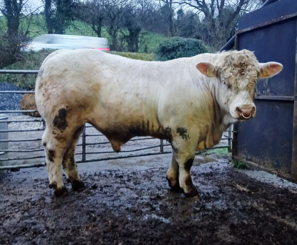 Quality Charolais bull for sale. - Image 2
