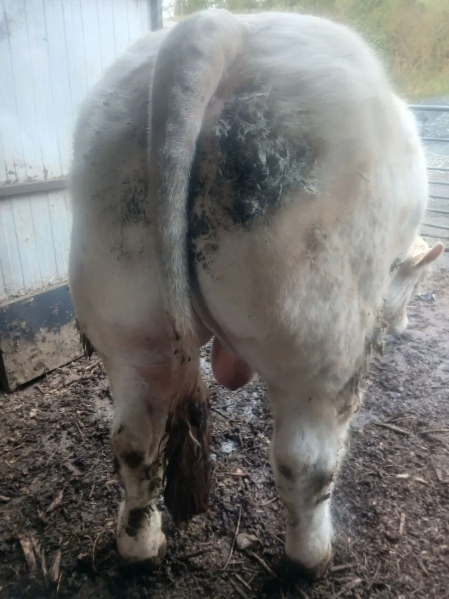 Quality Charolais bull for sale. - Image 3