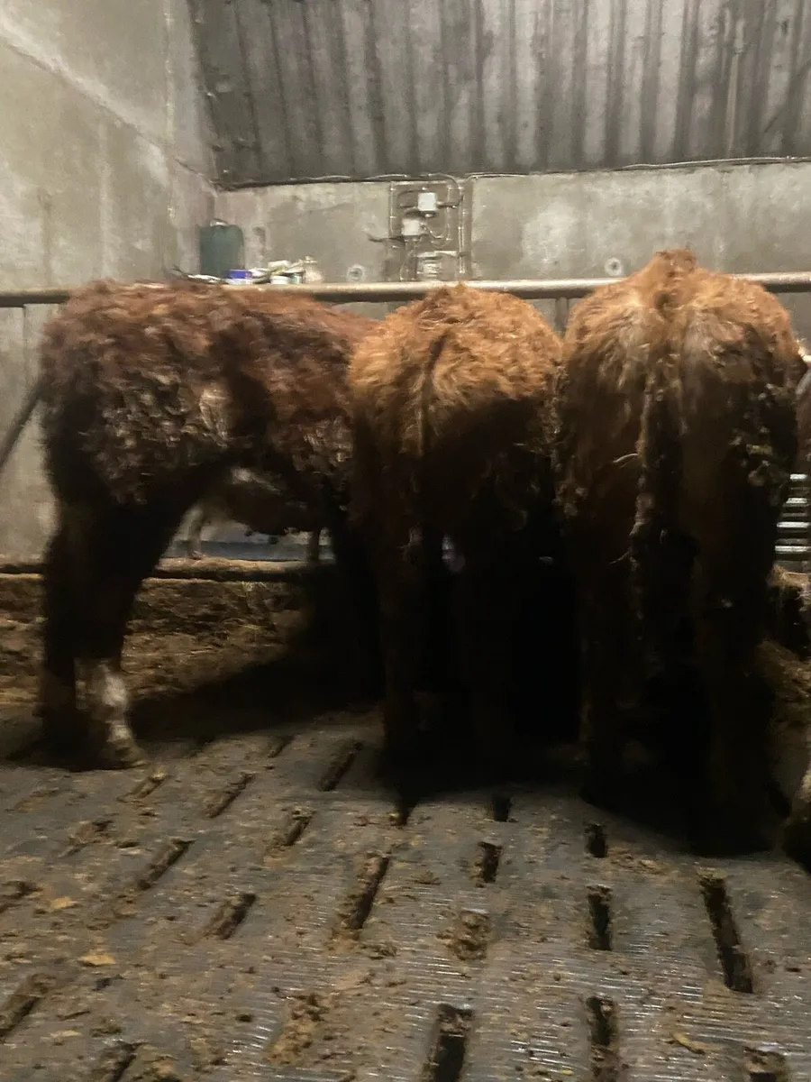 ⭐️super lmx heifers⭐️ - Image 1