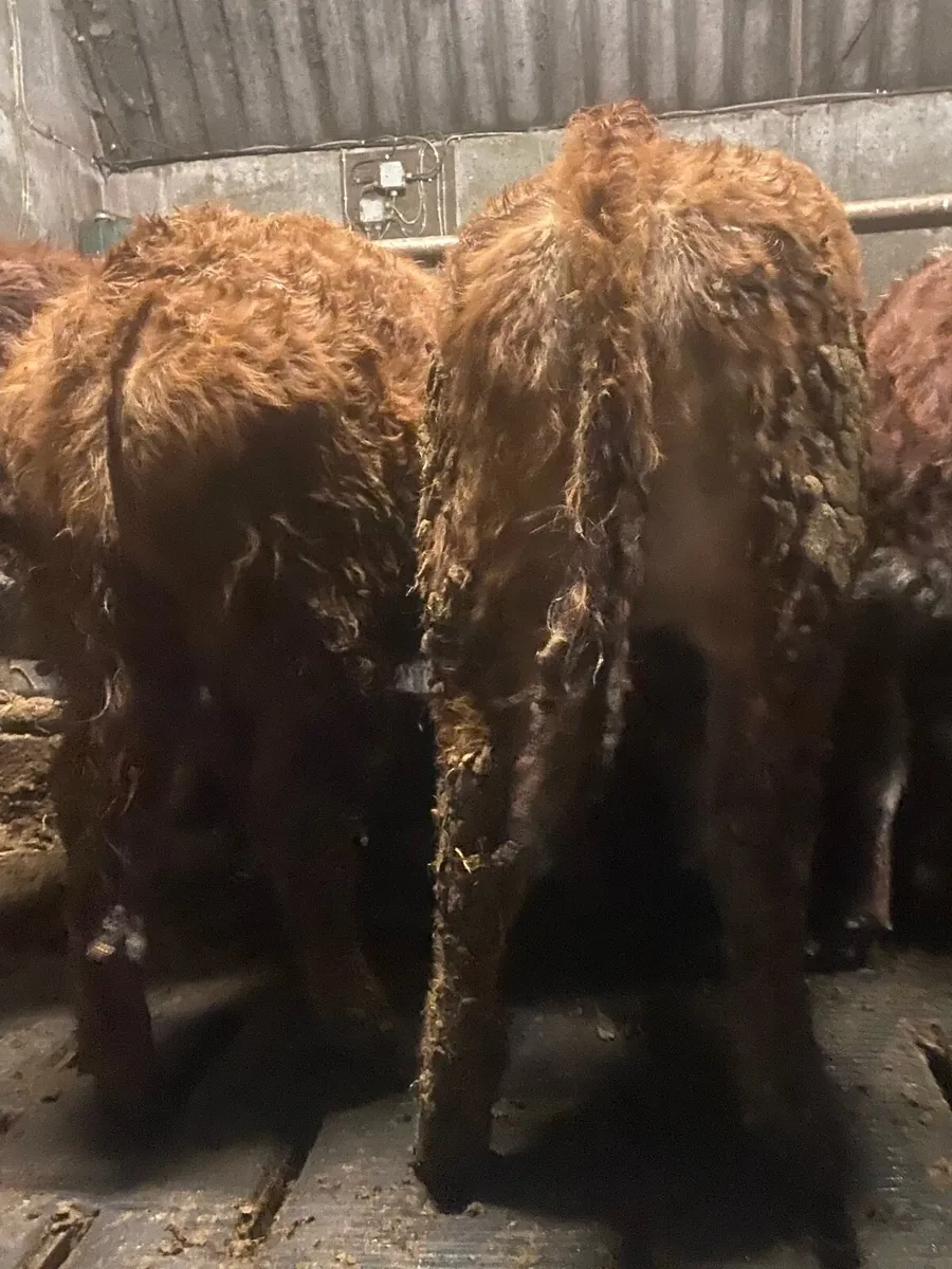 ⭐️super lmx heifers⭐️ - Image 2