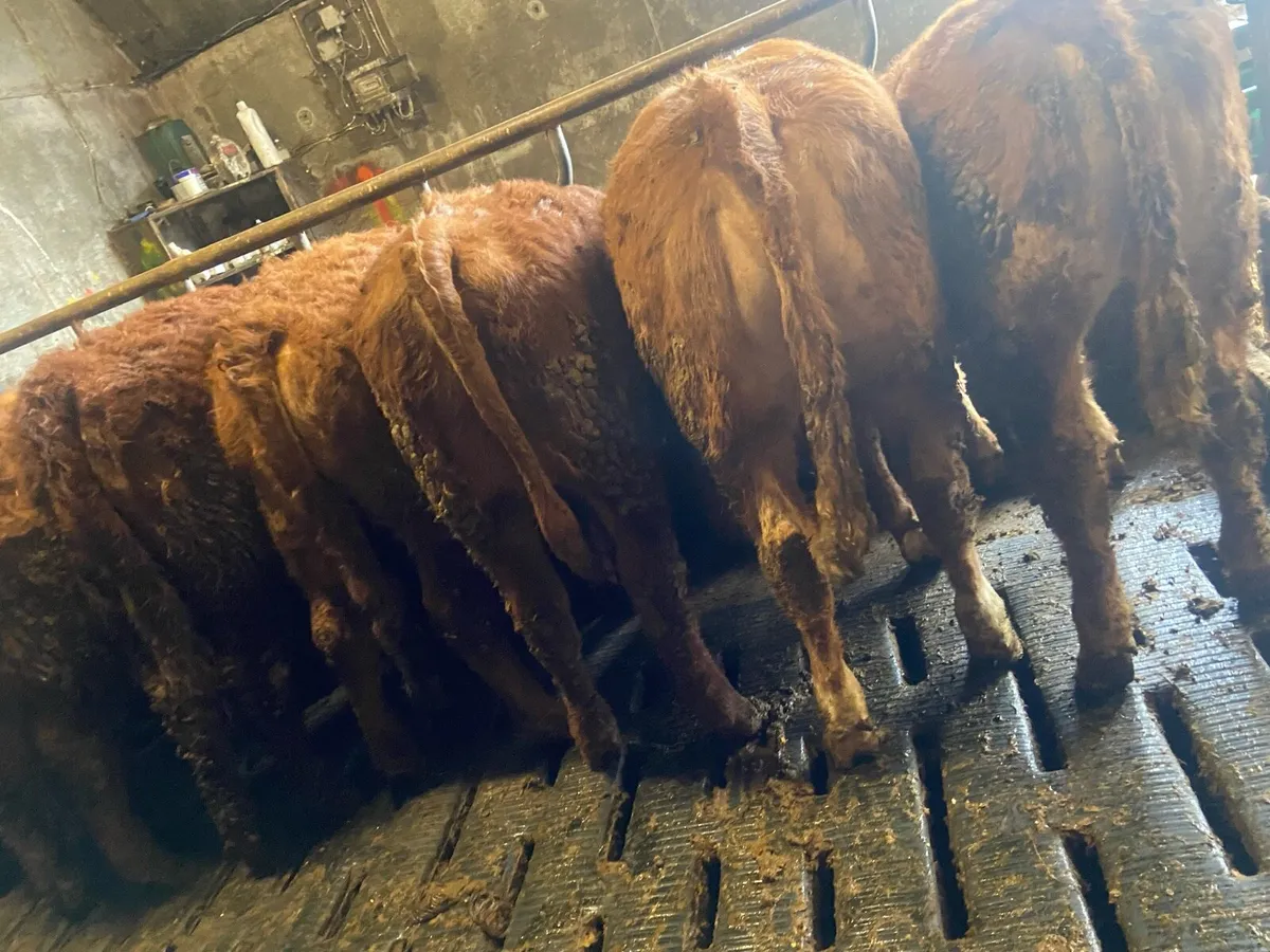 ⭐️super lmx heifers⭐️ - Image 3