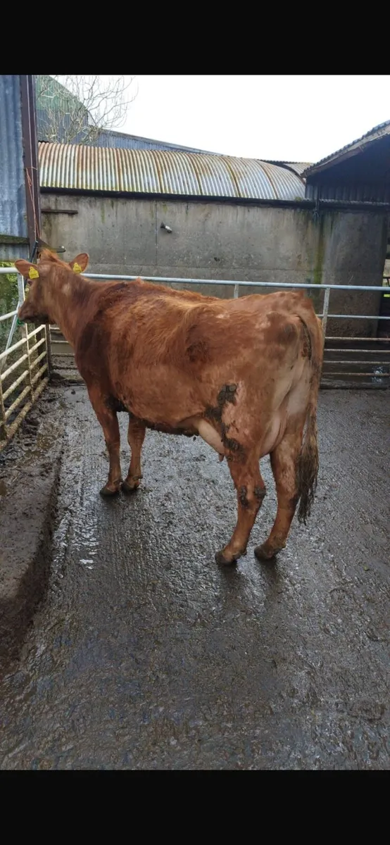 Suckler cow - Image 4