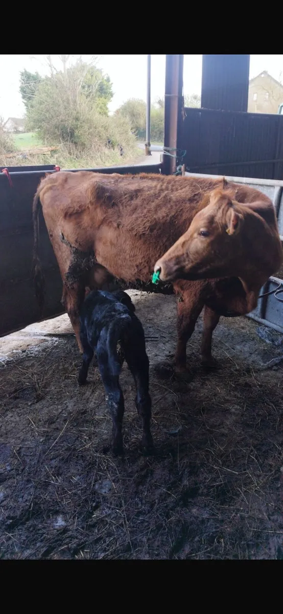 Suckler cow - Image 1