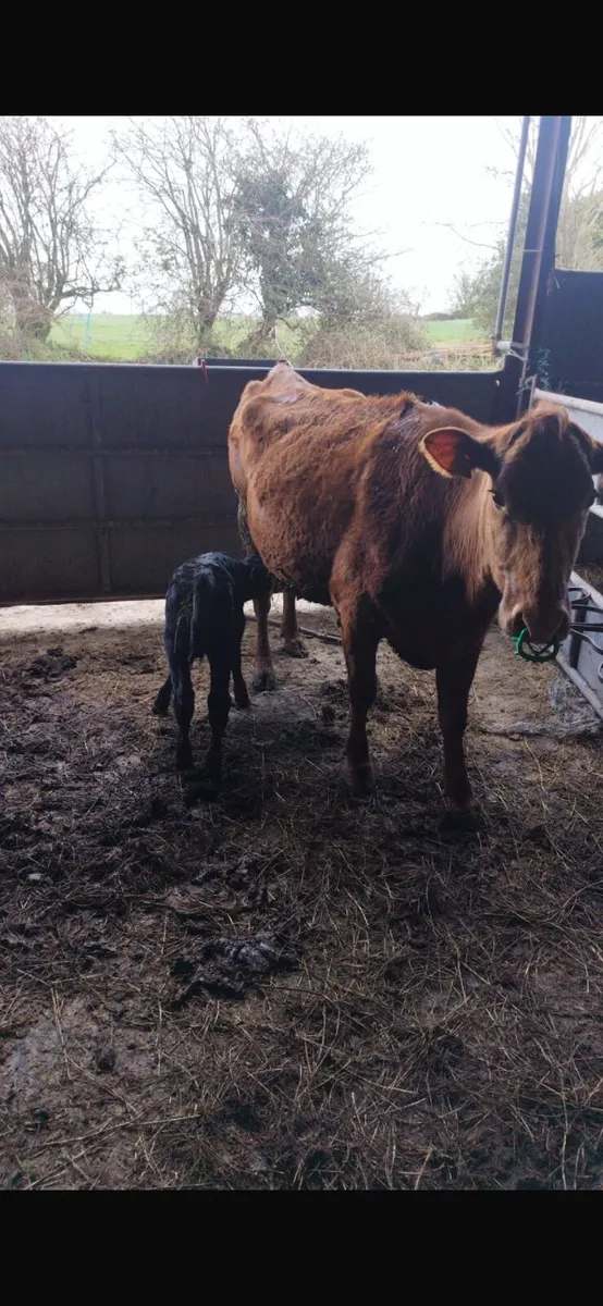 Suckler cow - Image 3