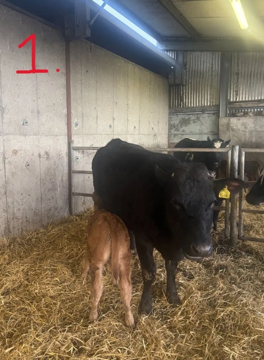 Suckler Heifers with calves at foot - Image 3