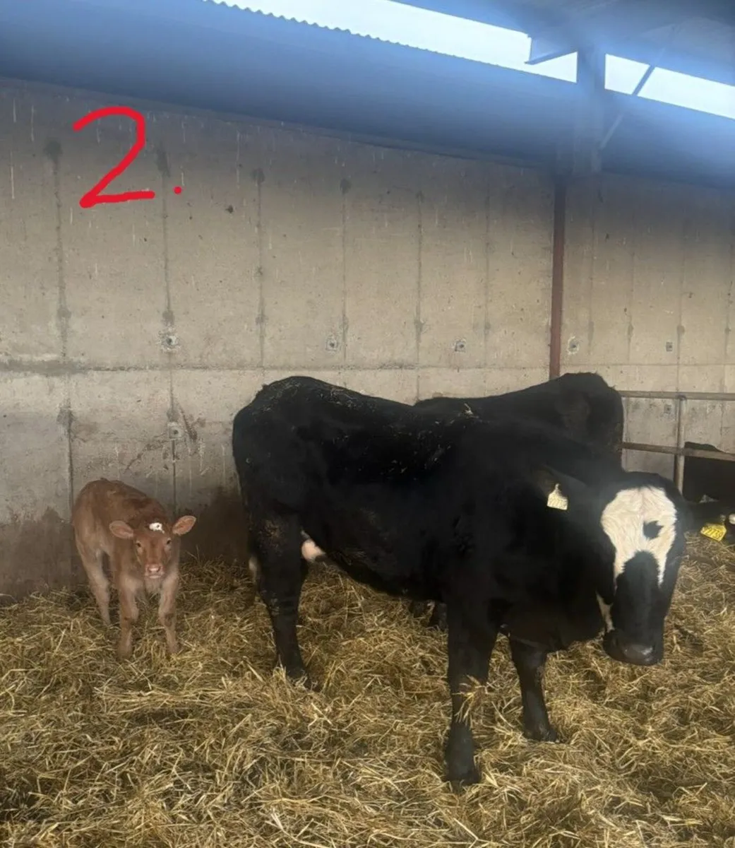 Suckler Heifers with calves at foot - Image 4