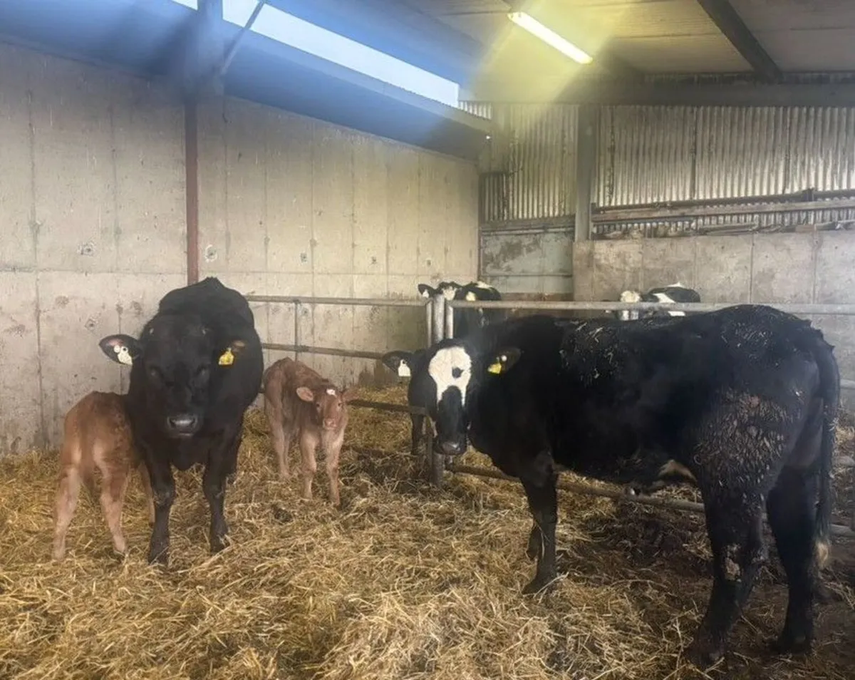 Suckler Heifers with calves at foot - Image 2