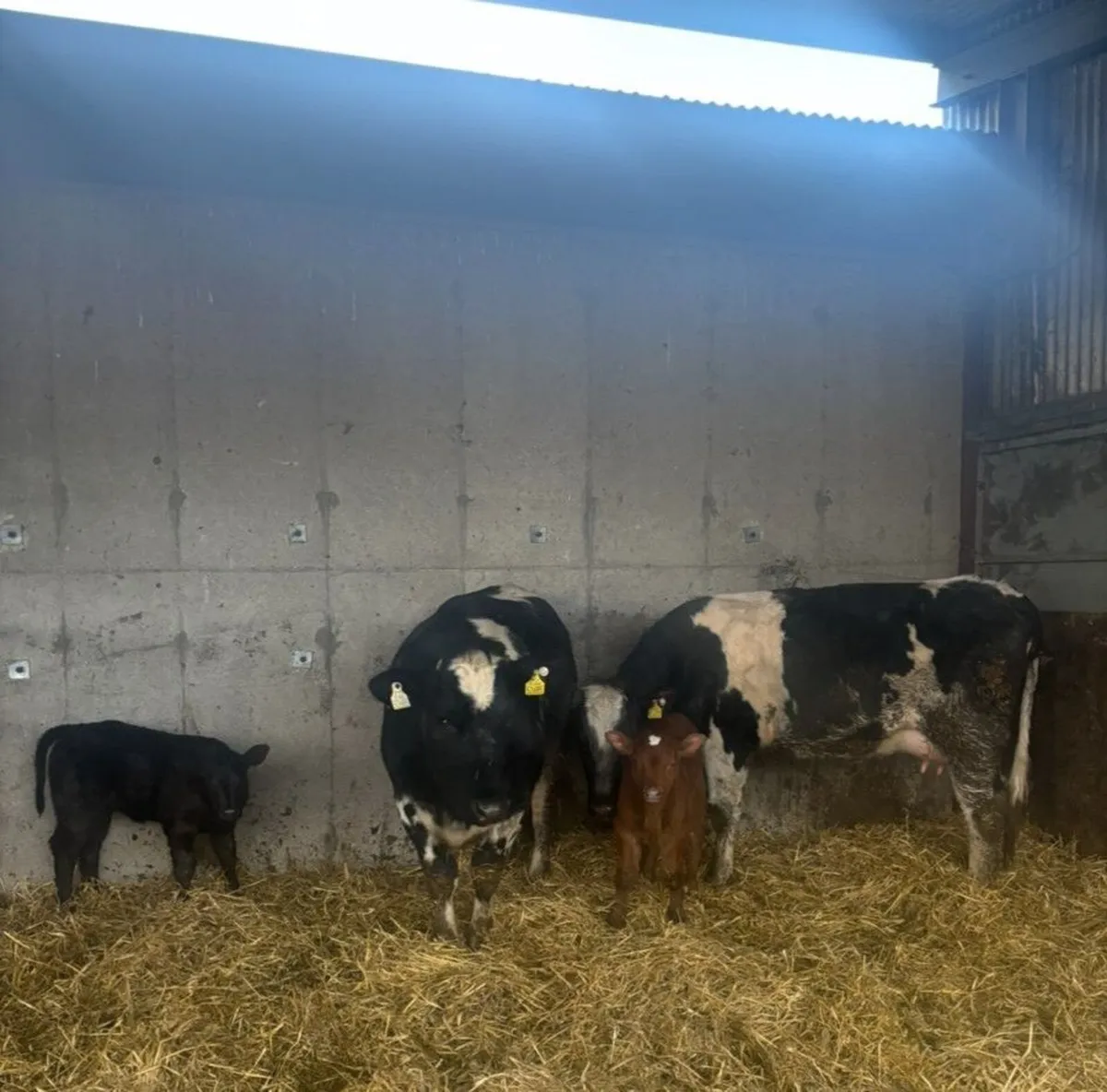 Suckler Heifers with calves at foot - Image 1