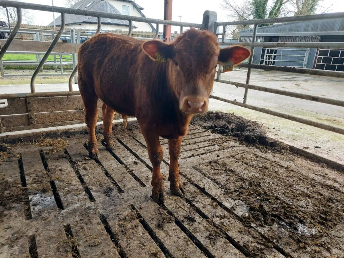 Suckler Angus bull weanlings - Image 2