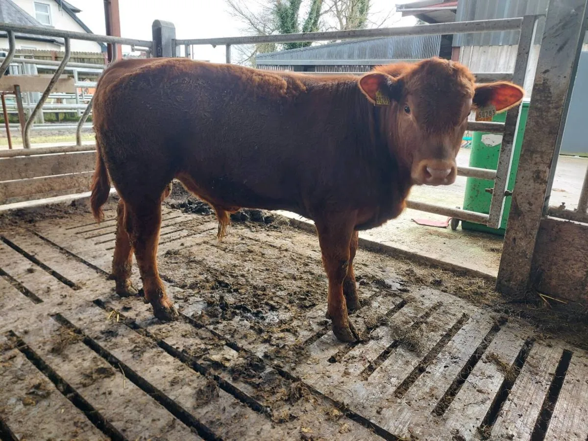 Suckler Angus bull weanlings - Image 3