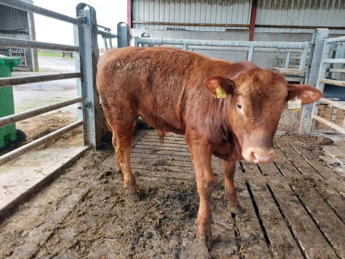 Suckler Angus bull weanlings - Image 4