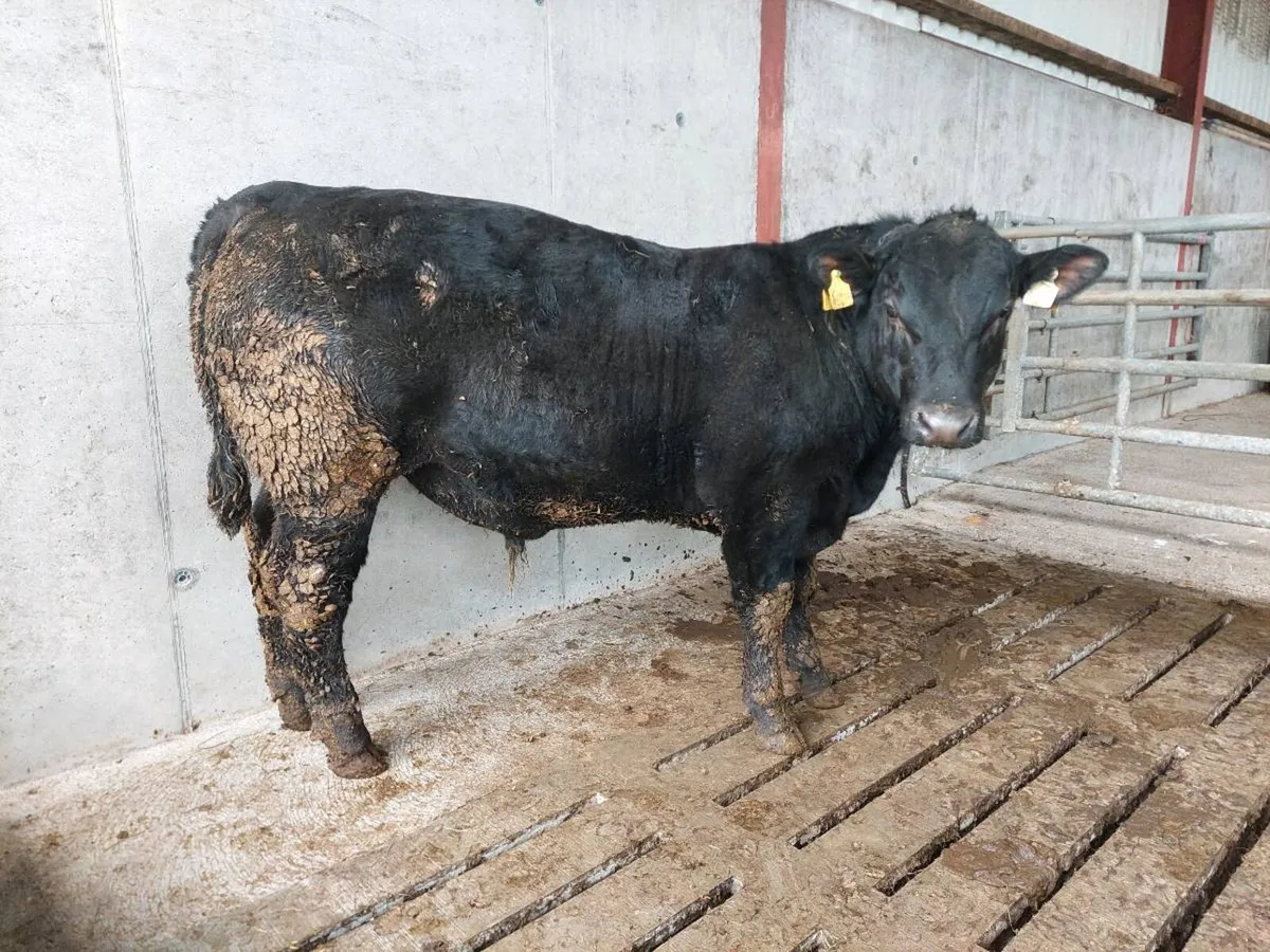 Suckler Angus bull weanlings - Image 1