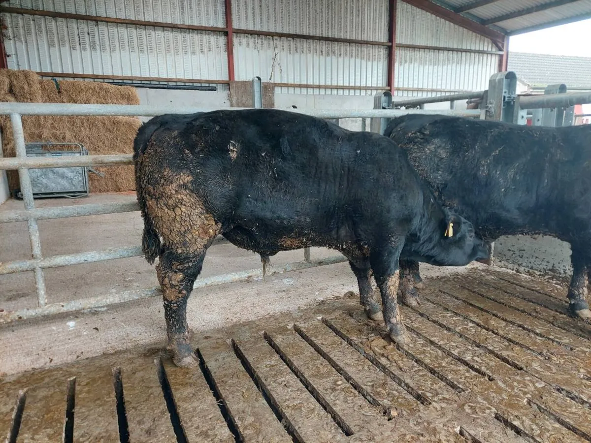 Angus bull weanlings - Image 1