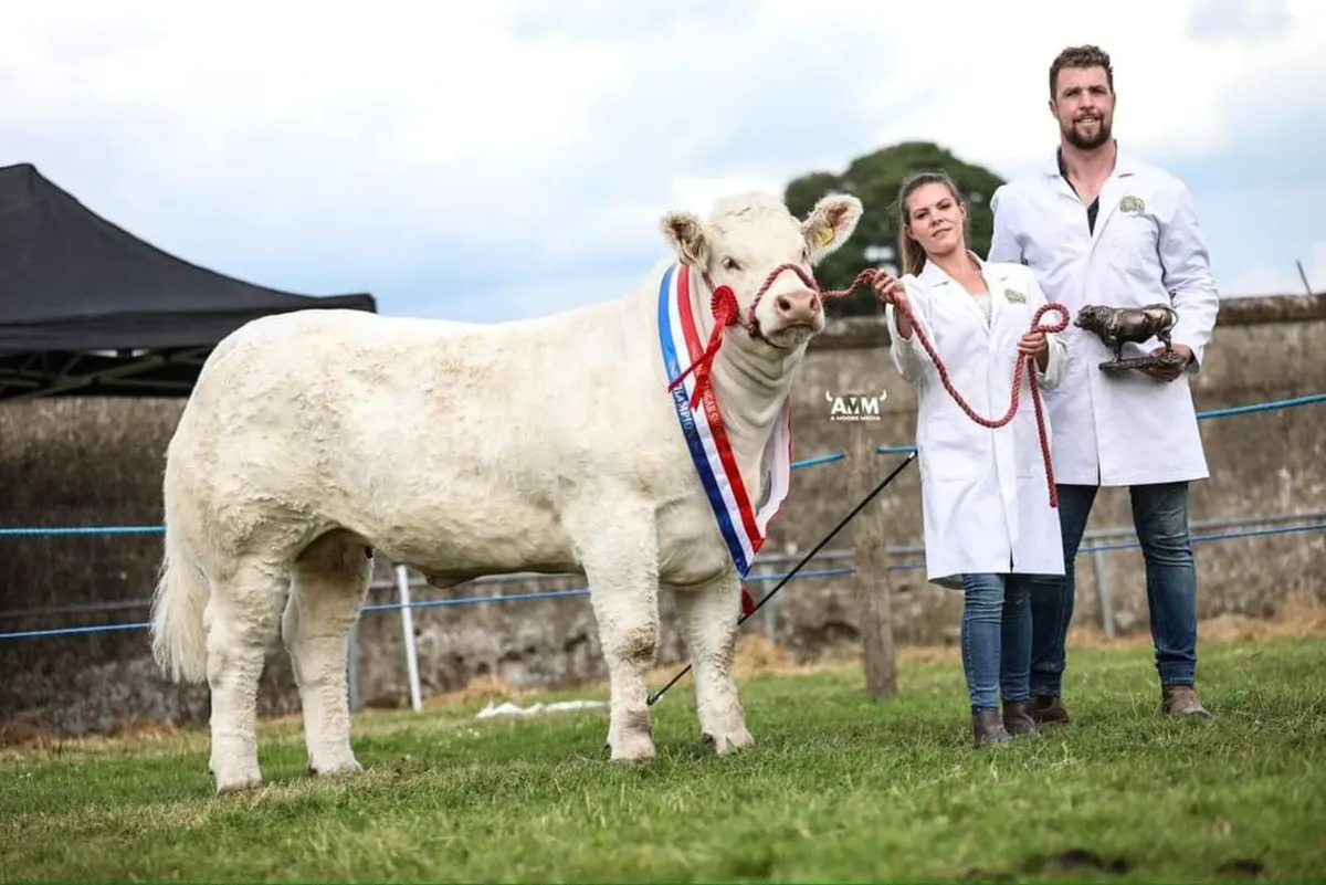 Quality Charolais bull for sale. - Image 4