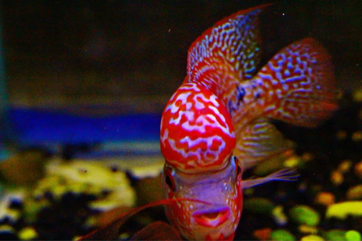 Flowerhorn kamfa F2 - Image 2