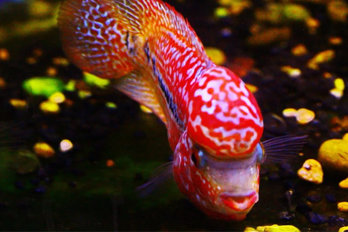 Flowerhorn kamfa F2 - Image 3