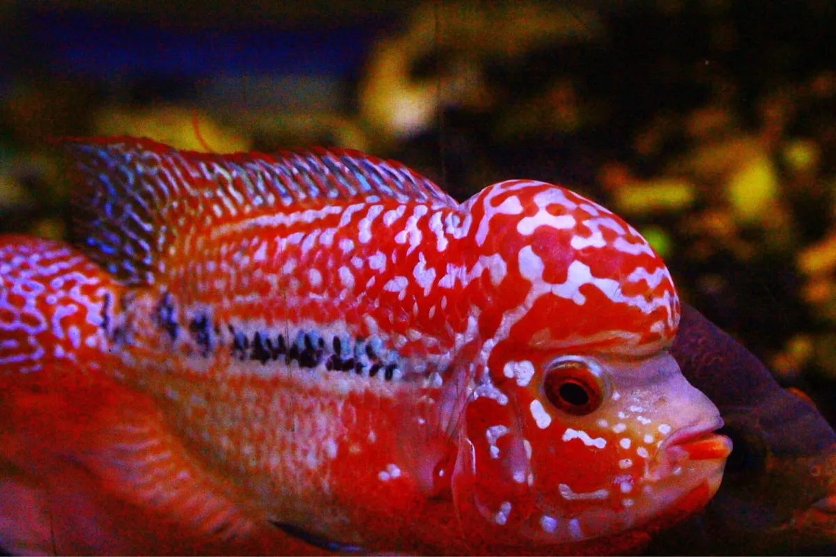 Flowerhorn kamfa F2 - Image 4