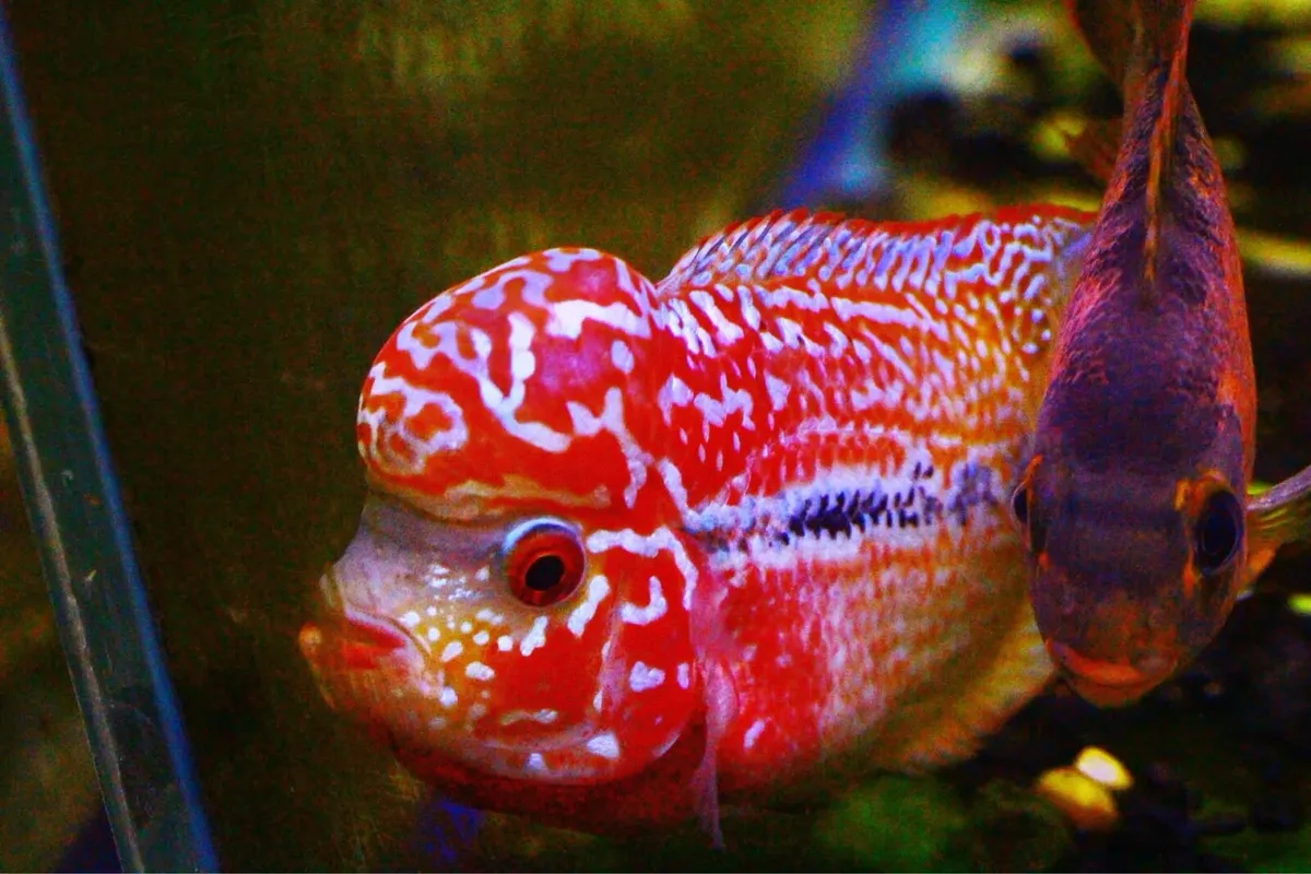 Flowerhorn kamfa F2 - Image 4