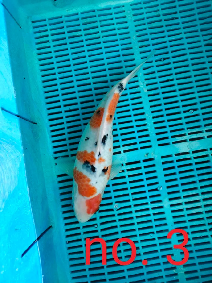 High quality Japanese koi - Image 3