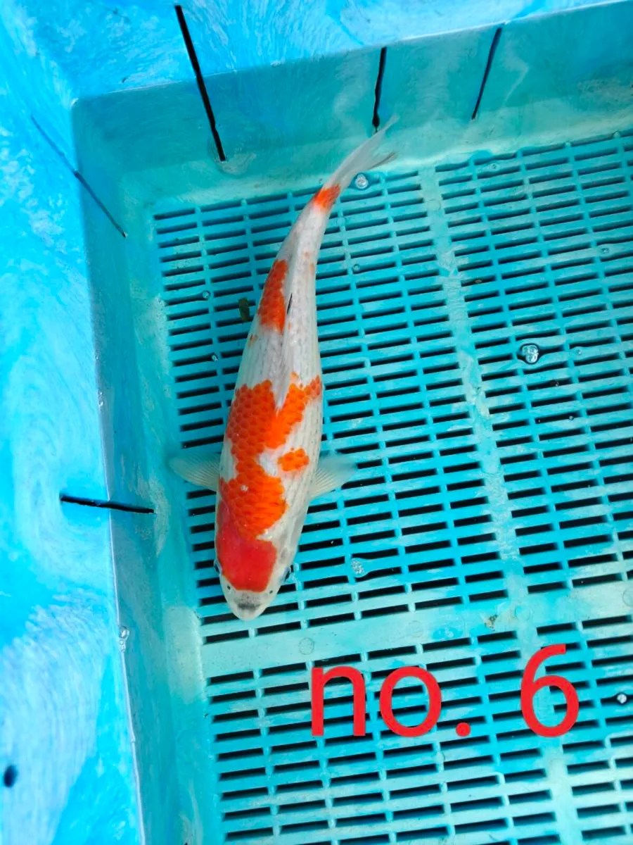 Prices reduced: High quality Japanese koi - Image 1