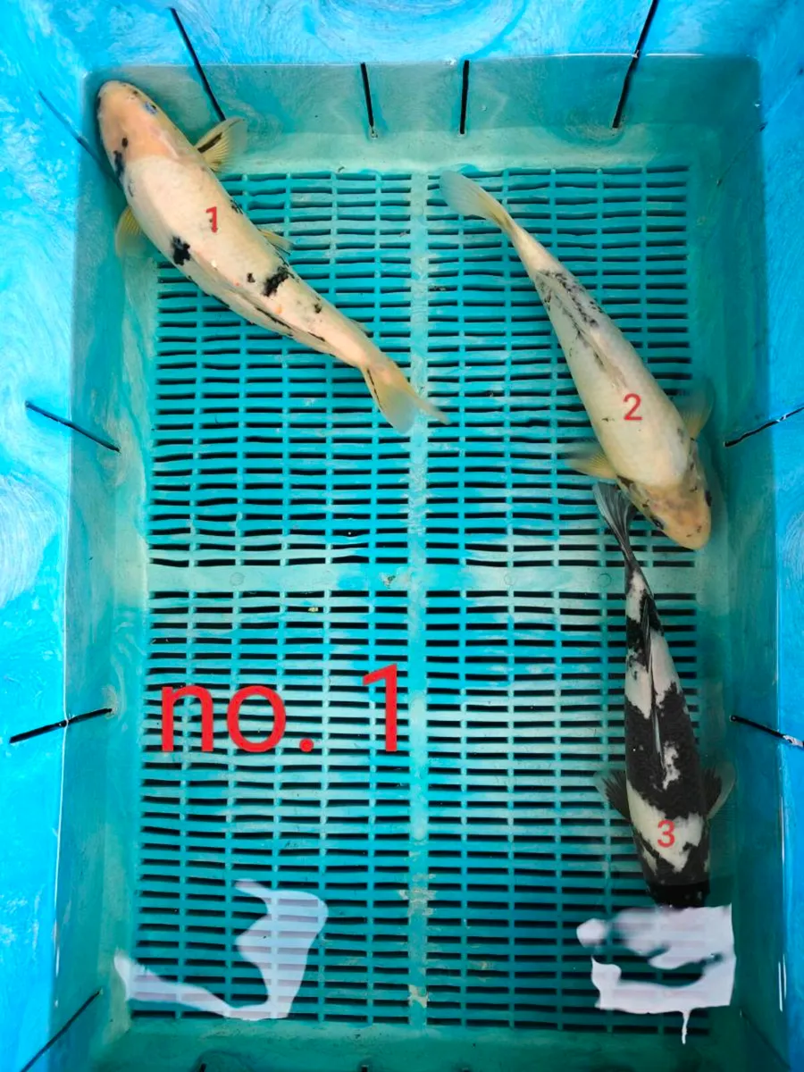 High quality Japanese koi - Image 1