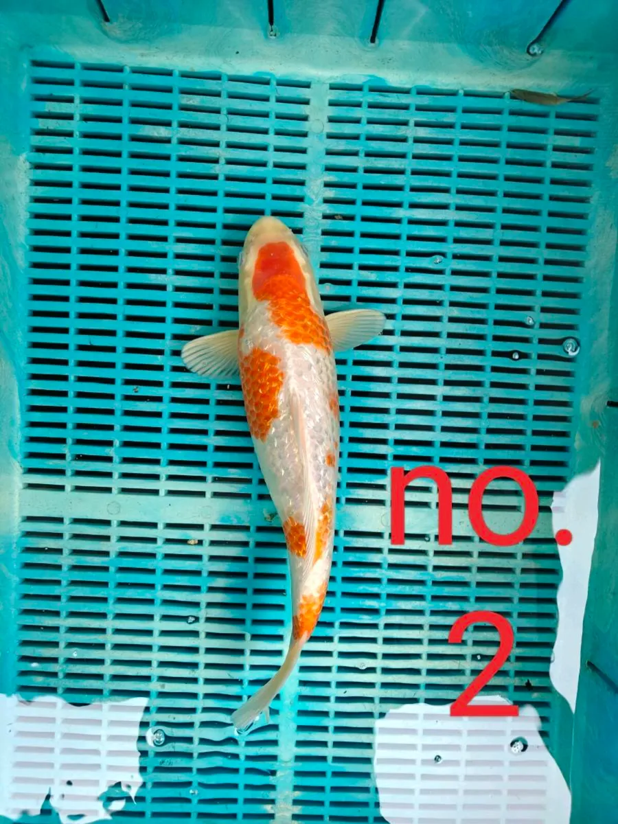 High quality Japanese koi - Image 2