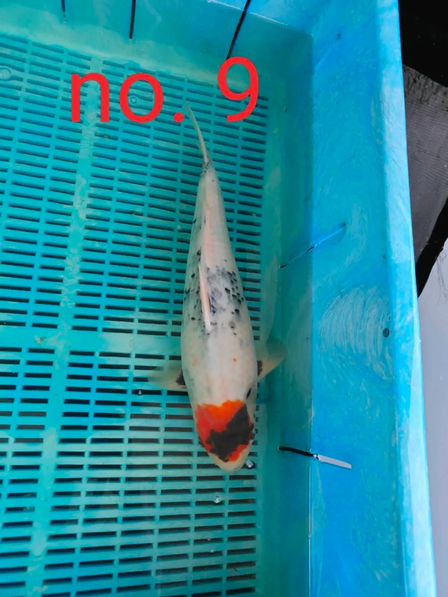 High quality Japanese koi - Image 1