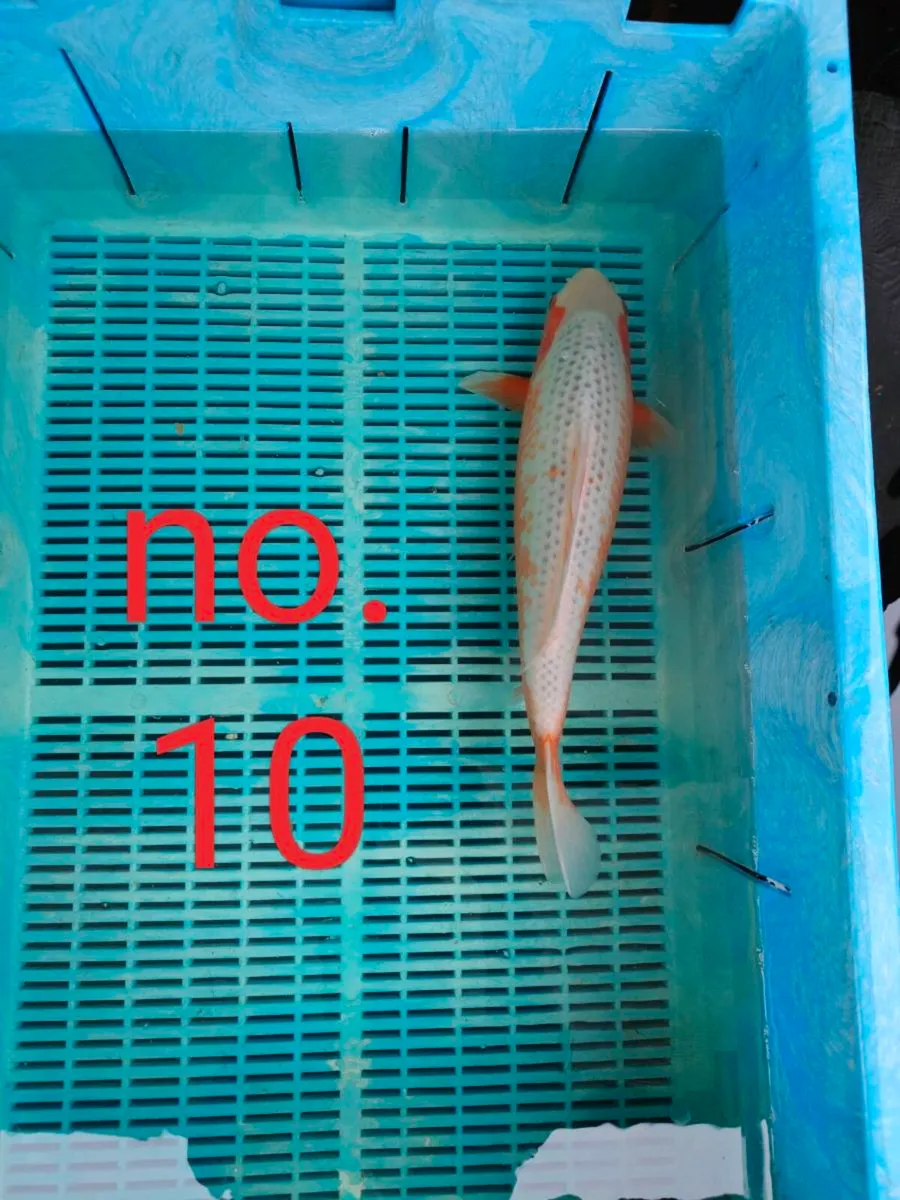 Prices reduced: High quality Japanese koi - Image 3