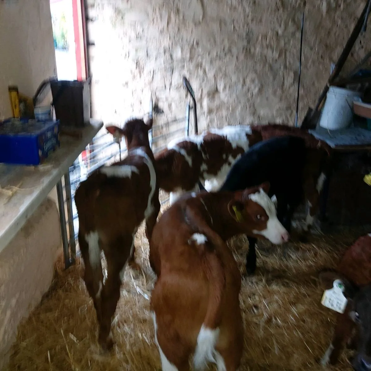 CALVES BULLS  &  HEIFERS - Image 2